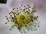 Rosa dumalis