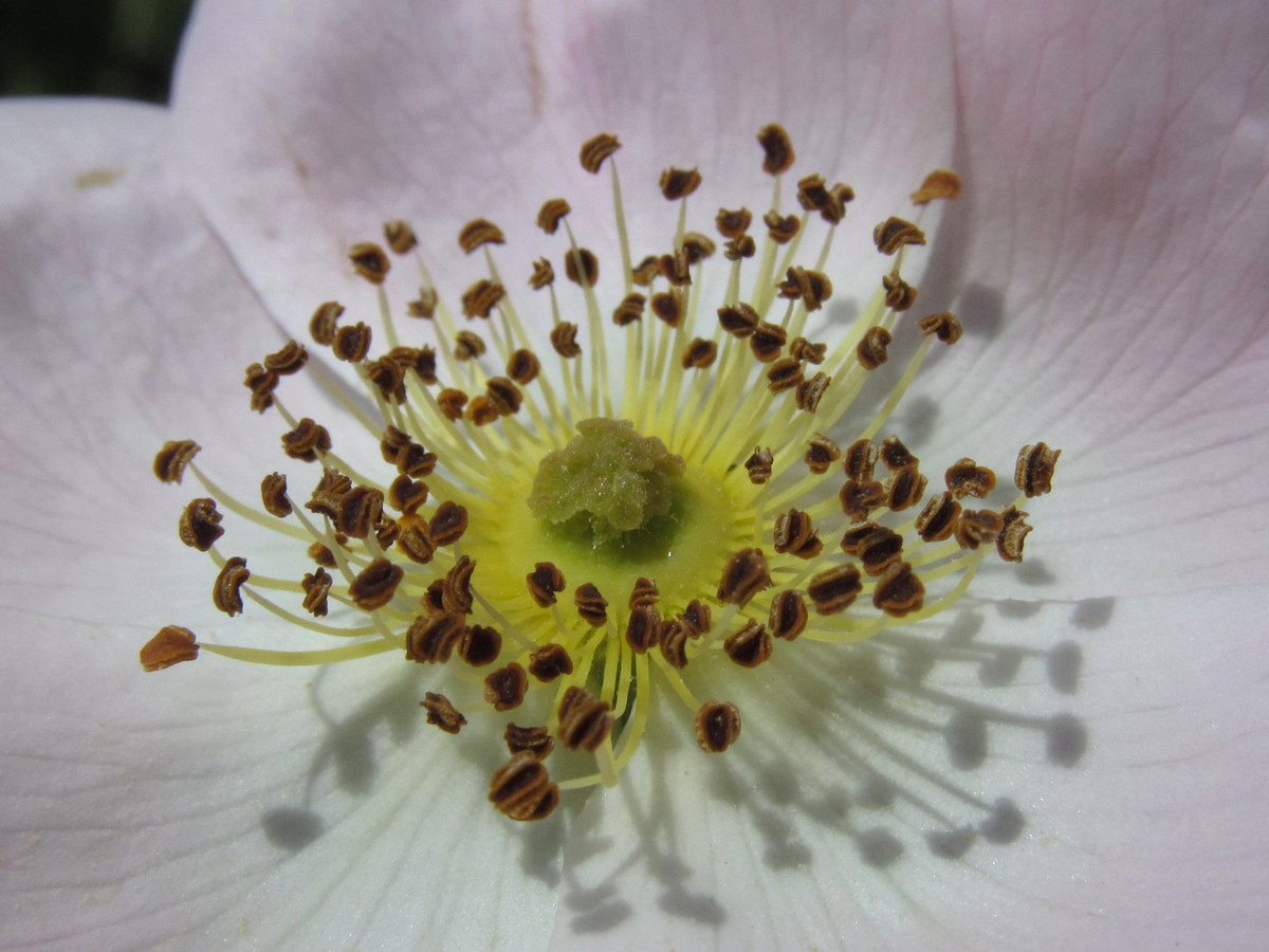 Image of Rosa canina specimen.