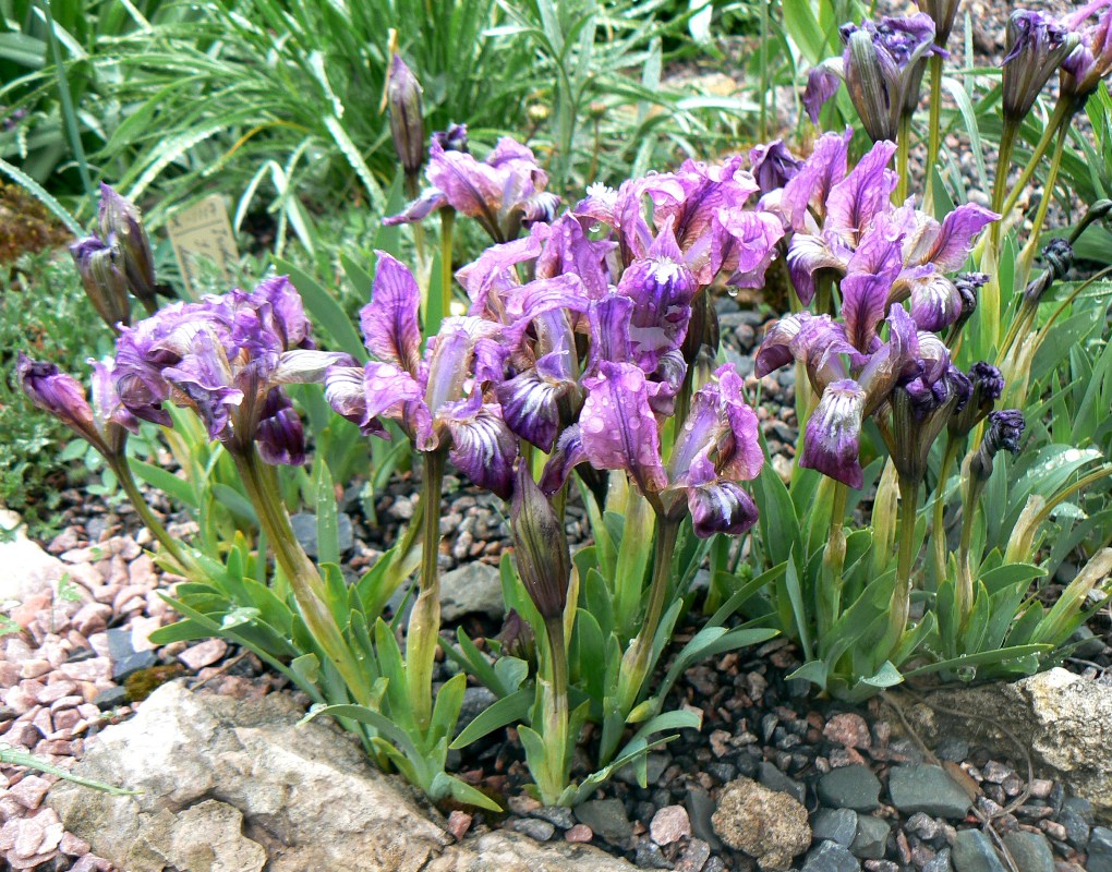 Image of Iris pumila specimen.