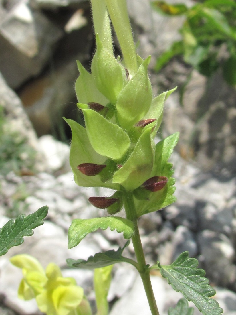 Image of genus Scutellaria specimen.