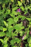 Vicia ohwiana