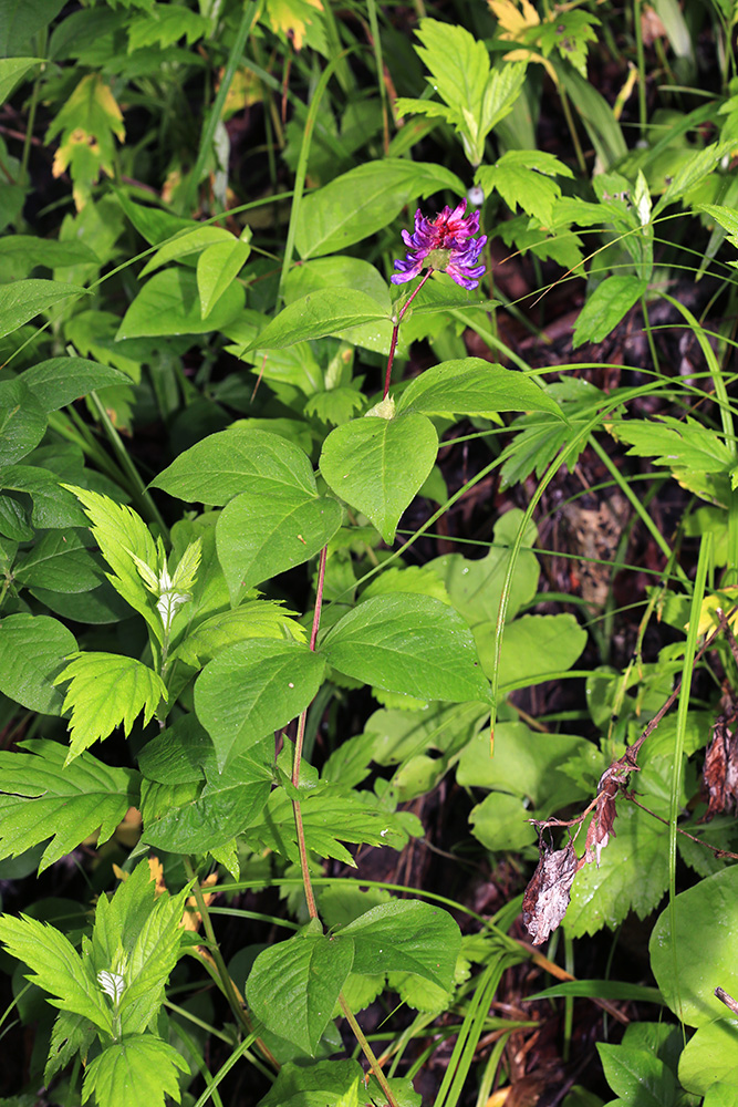 Image of Vicia ohwiana specimen.