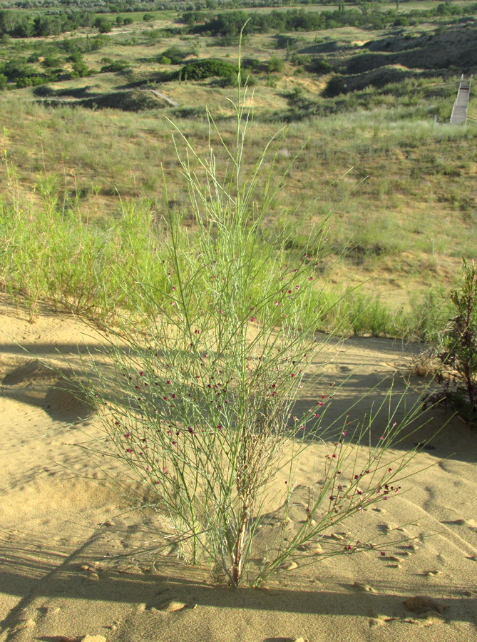 Image of Eremosparton aphyllum specimen.