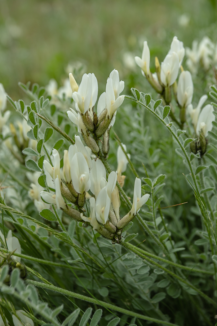 Изображение особи Astragalus reduncus.