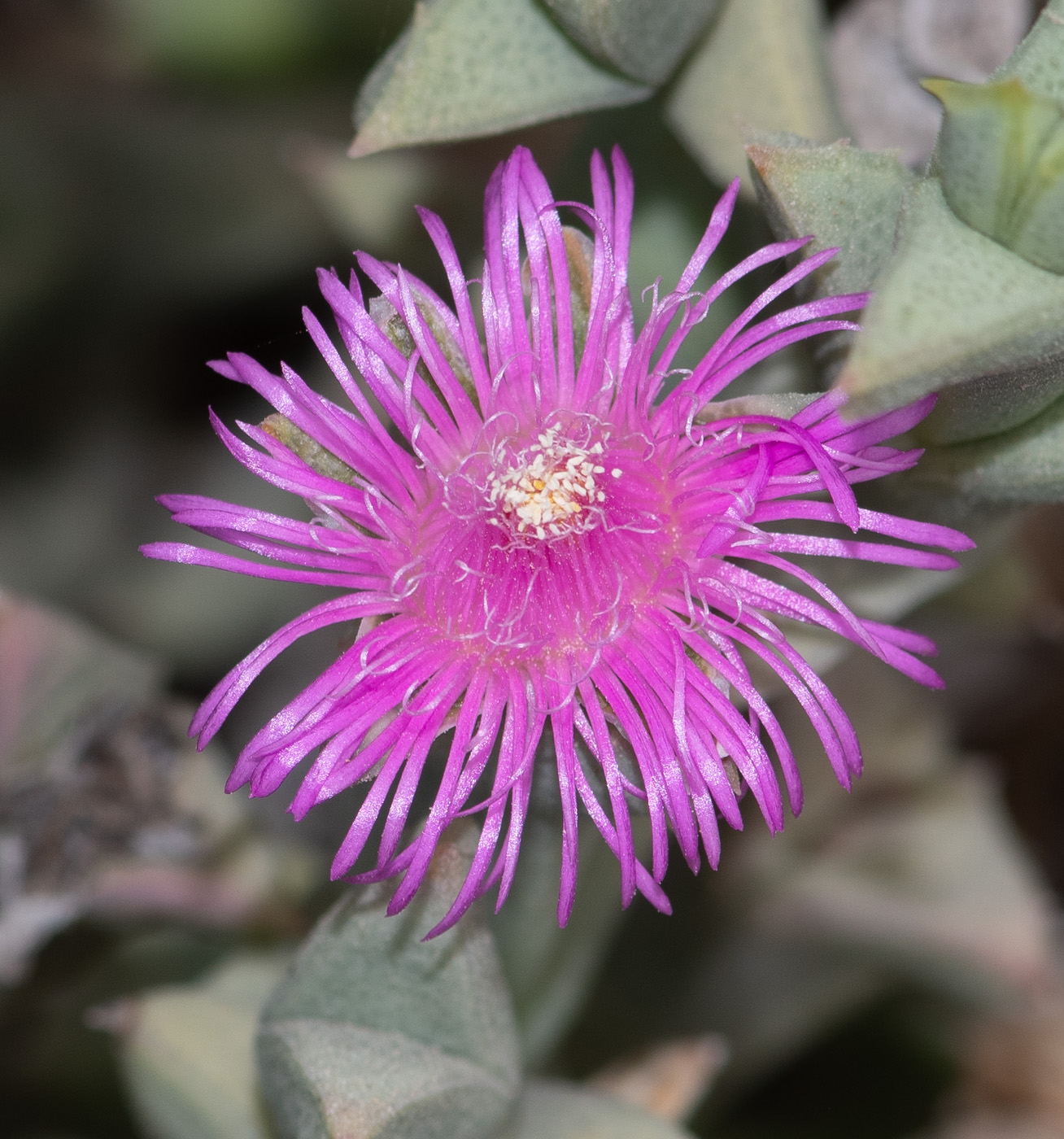 Image of Ruschia perfoliata specimen.