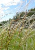 Stipa pennata