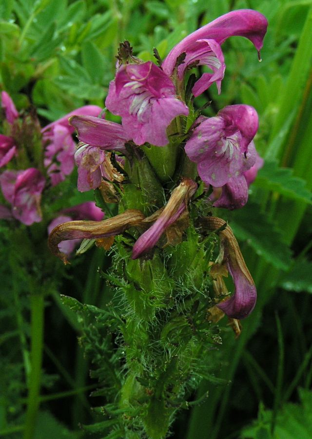 Изображение особи Pedicularis uliginosa.