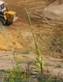 Verbascum thapsus. Цветущее и плодоносящее растение в сообществе цветущих Artemisia absinthium, Melilotus officinalis. Пермский край, г. Пермь, Кировский р-н, крутой склон песчаного карьера. 10.08.2019.