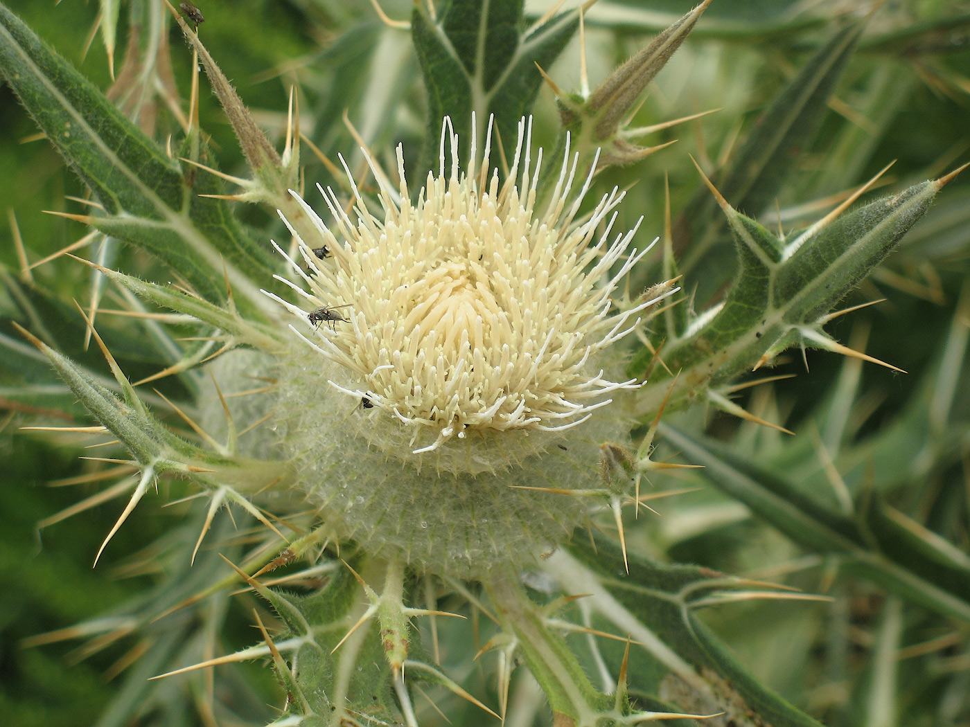 Image of Cirsium turkestanicum specimen.