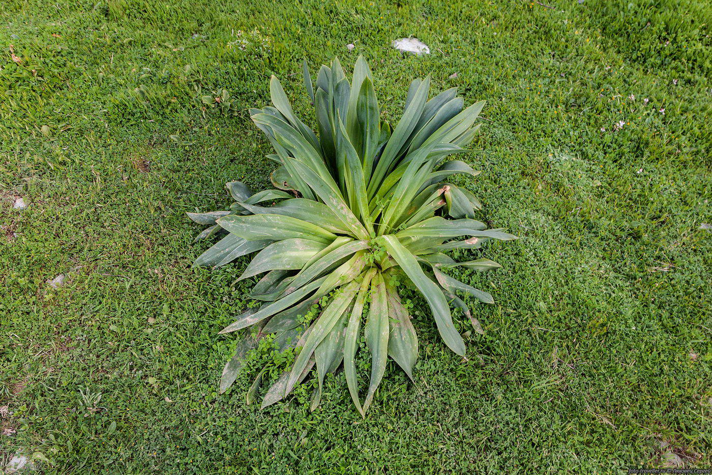 Image of Drimia aphylla specimen.