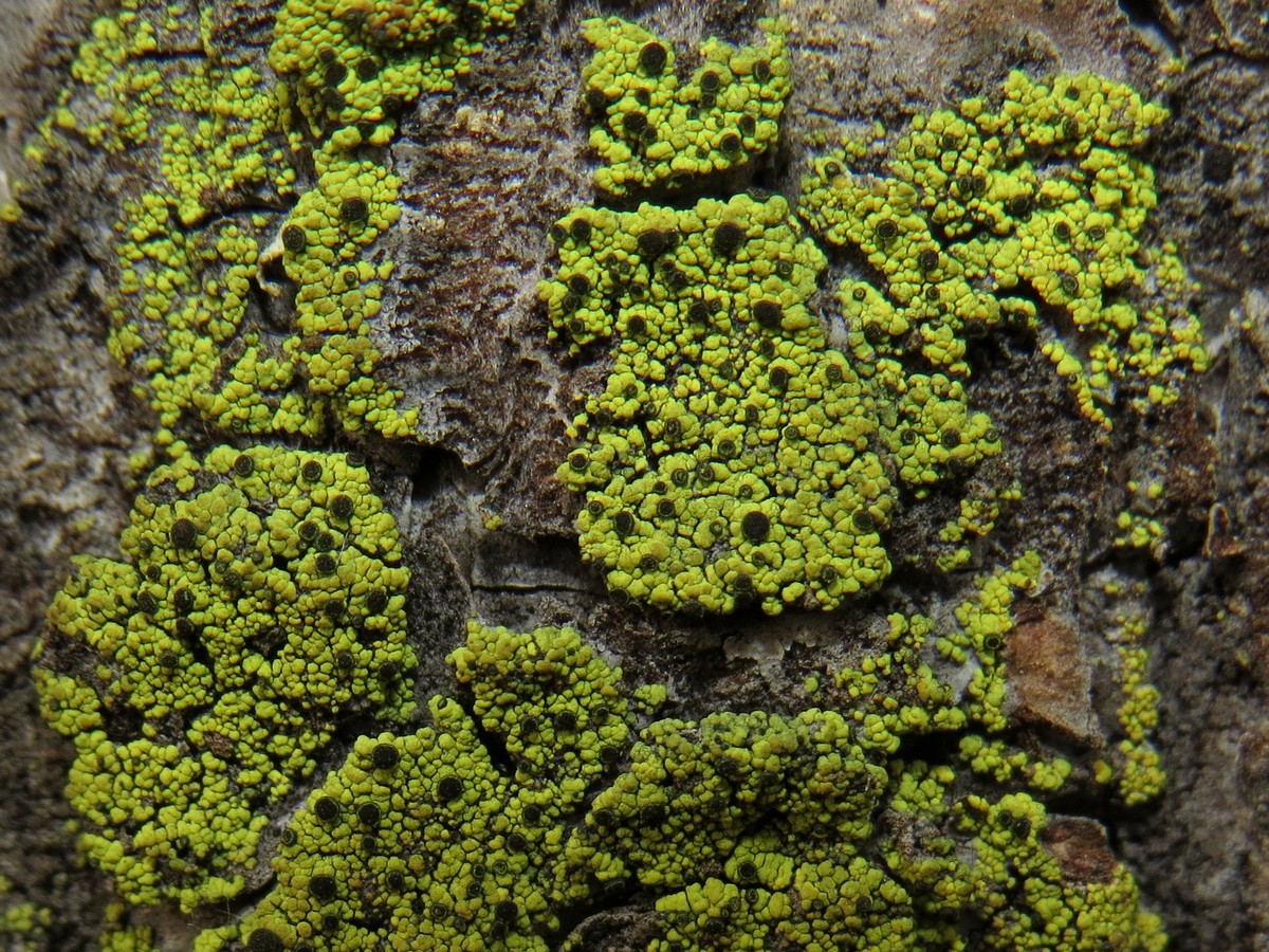 Image of Cyphelium lucidum specimen.