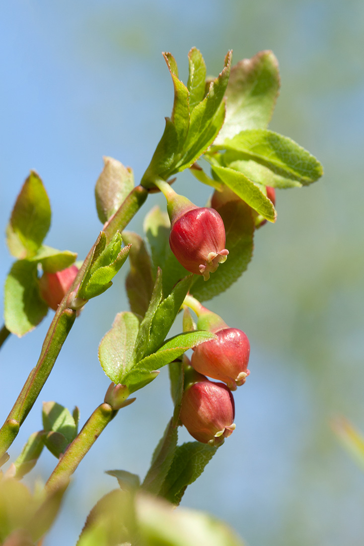 Изображение особи Vaccinium myrtillus.