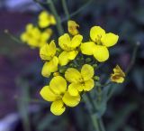 Image of taxon representative. Author is Игорь Павлов