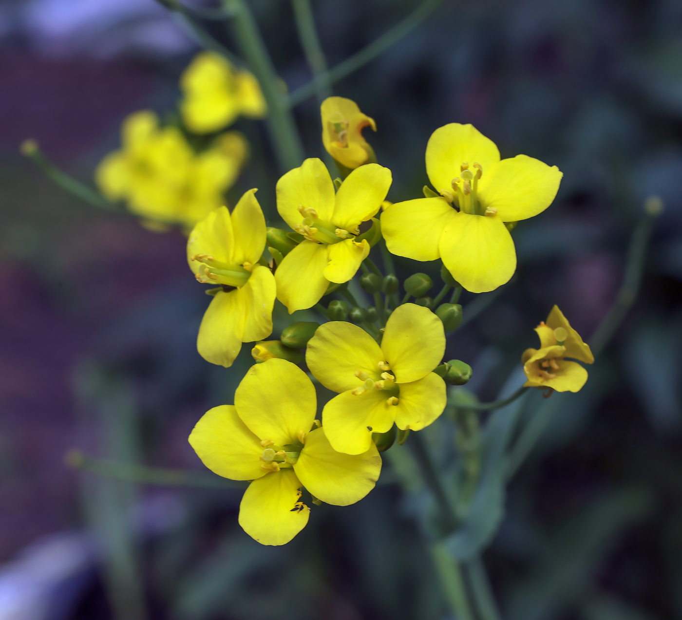 Изображение особи Brassica campestris.