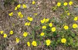 Potentilla evestita