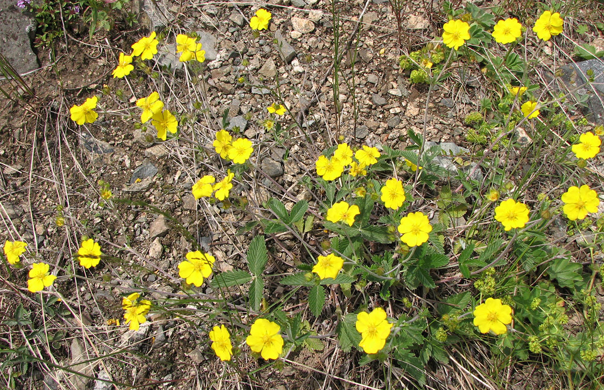 Изображение особи Potentilla evestita.