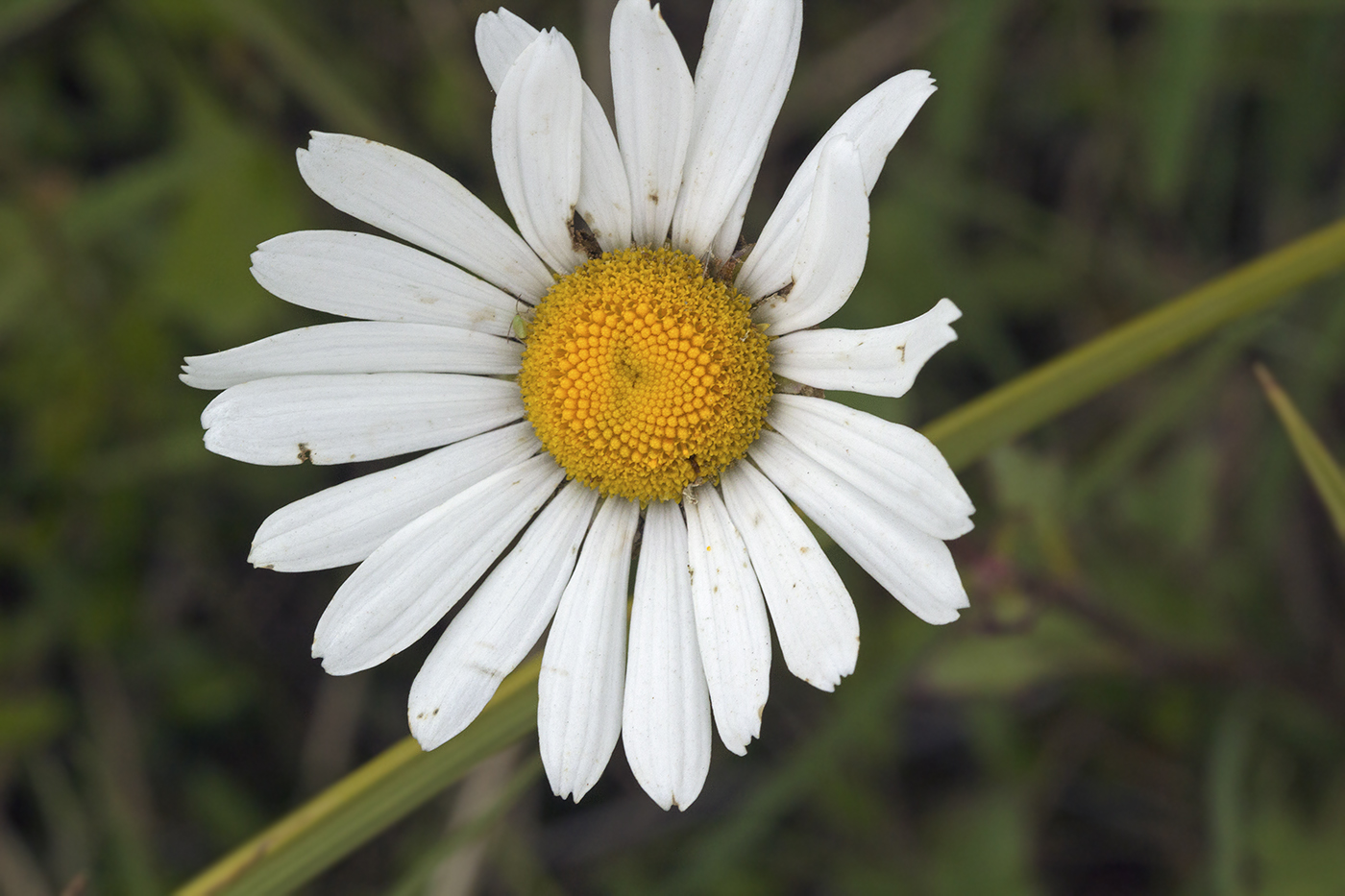 Изображение особи Arctanthemum arcticum.