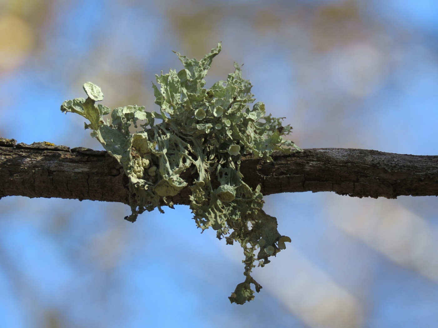 Image of Ramalina sinensis specimen.