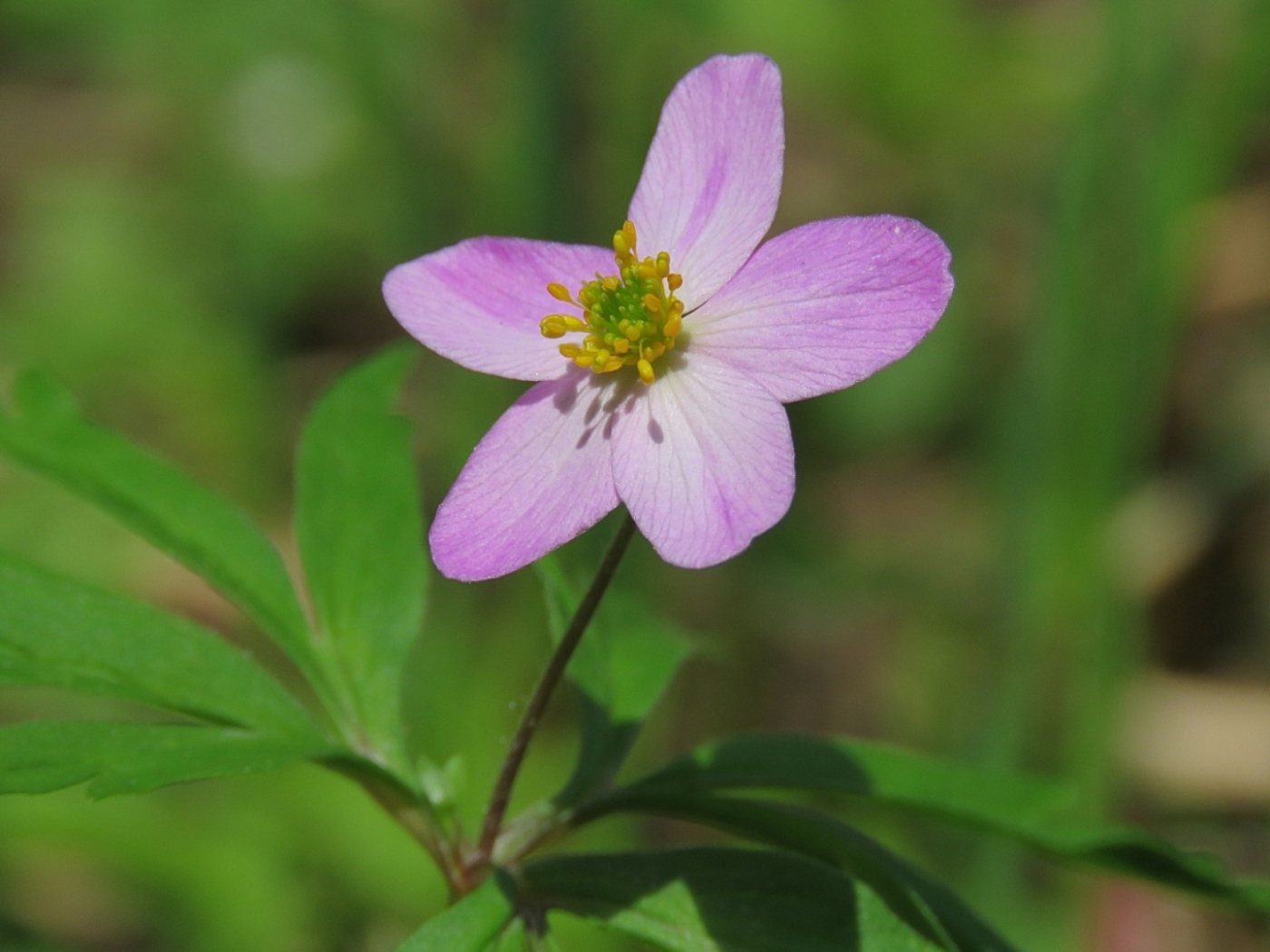 Изображение особи Anemone caerulea.