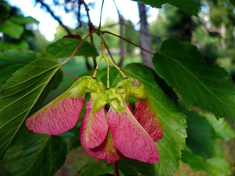 Image of Acer tataricum specimen.