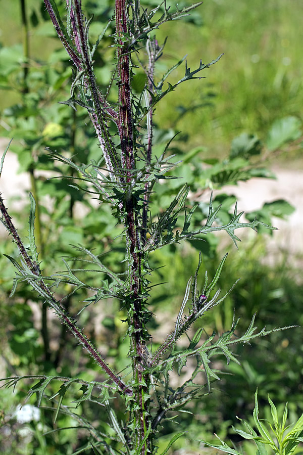 Image of Cirsium palustre specimen.