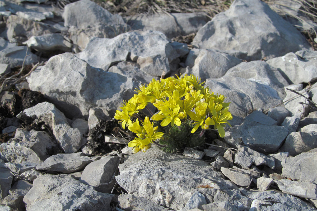 Image of Draba cuspidata specimen.