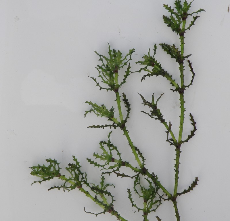 Image of Najas marina ssp. aculeolata specimen.