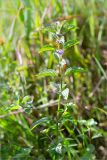 Mentha arvensis. Верхушка цветущего растения. Ленинградская обл., Ломоносовский р-н, долина р. Шингарка, разнотравный луг на известняке. 06.08.2019.