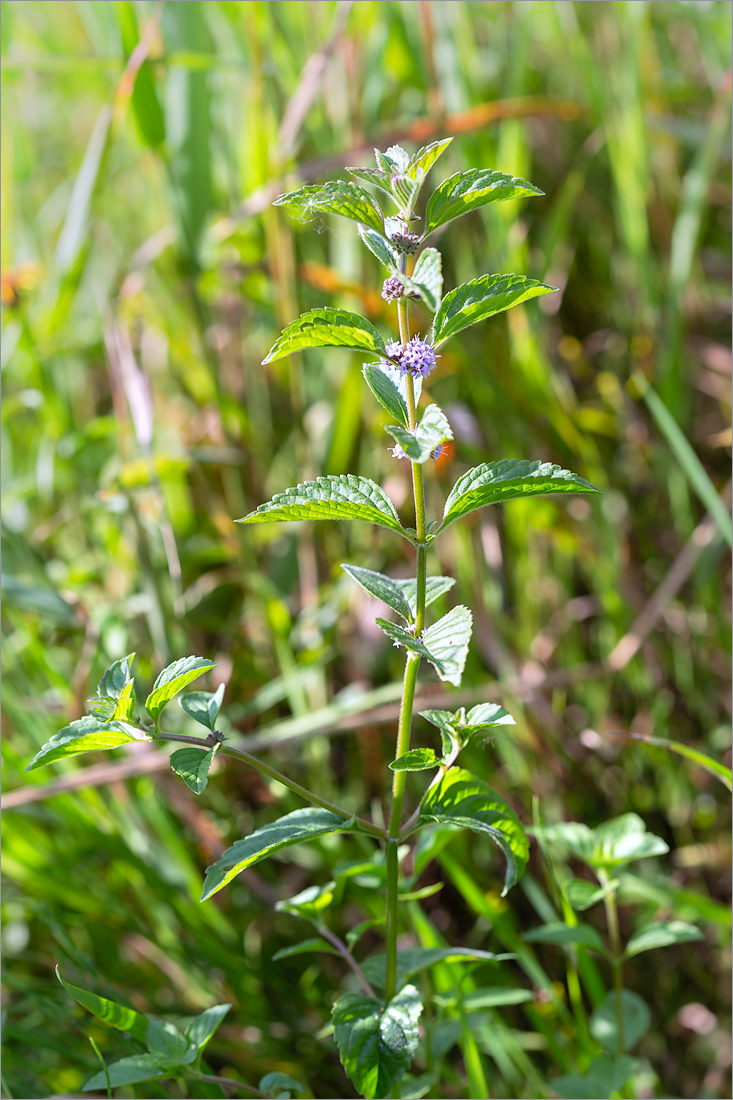 Image of Mentha arvensis specimen.