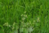 Alchemilla xanthochlora