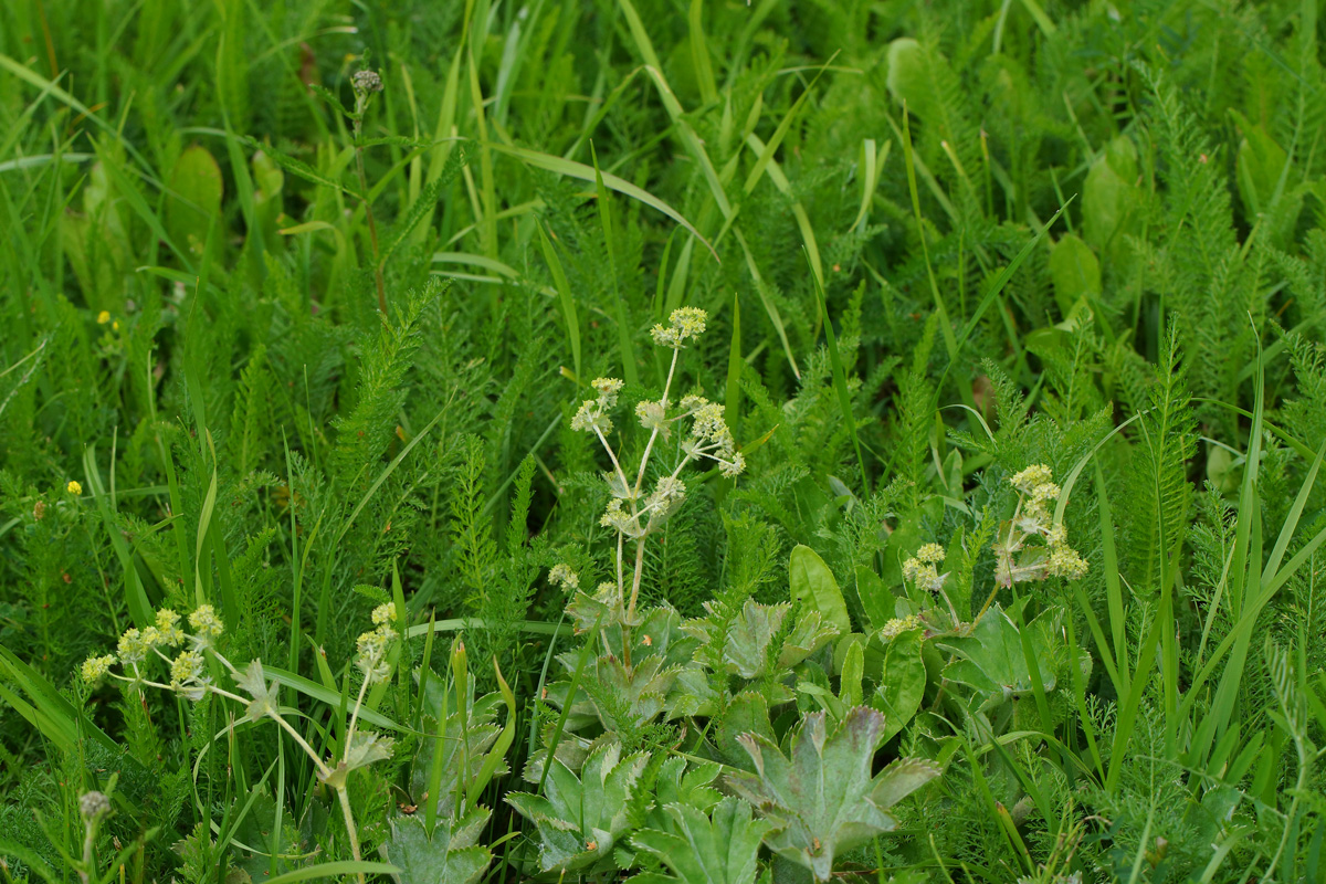 Изображение особи Alchemilla xanthochlora.