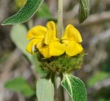 Phlomis lunariifolia