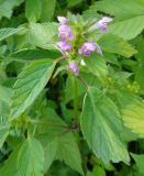 Galeopsis tetrahit