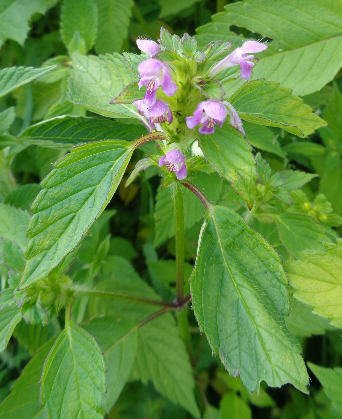 Изображение особи Galeopsis tetrahit.