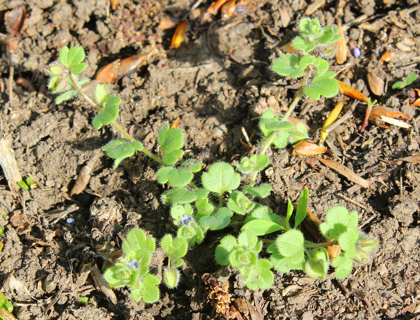 Image of Veronica triloba specimen.