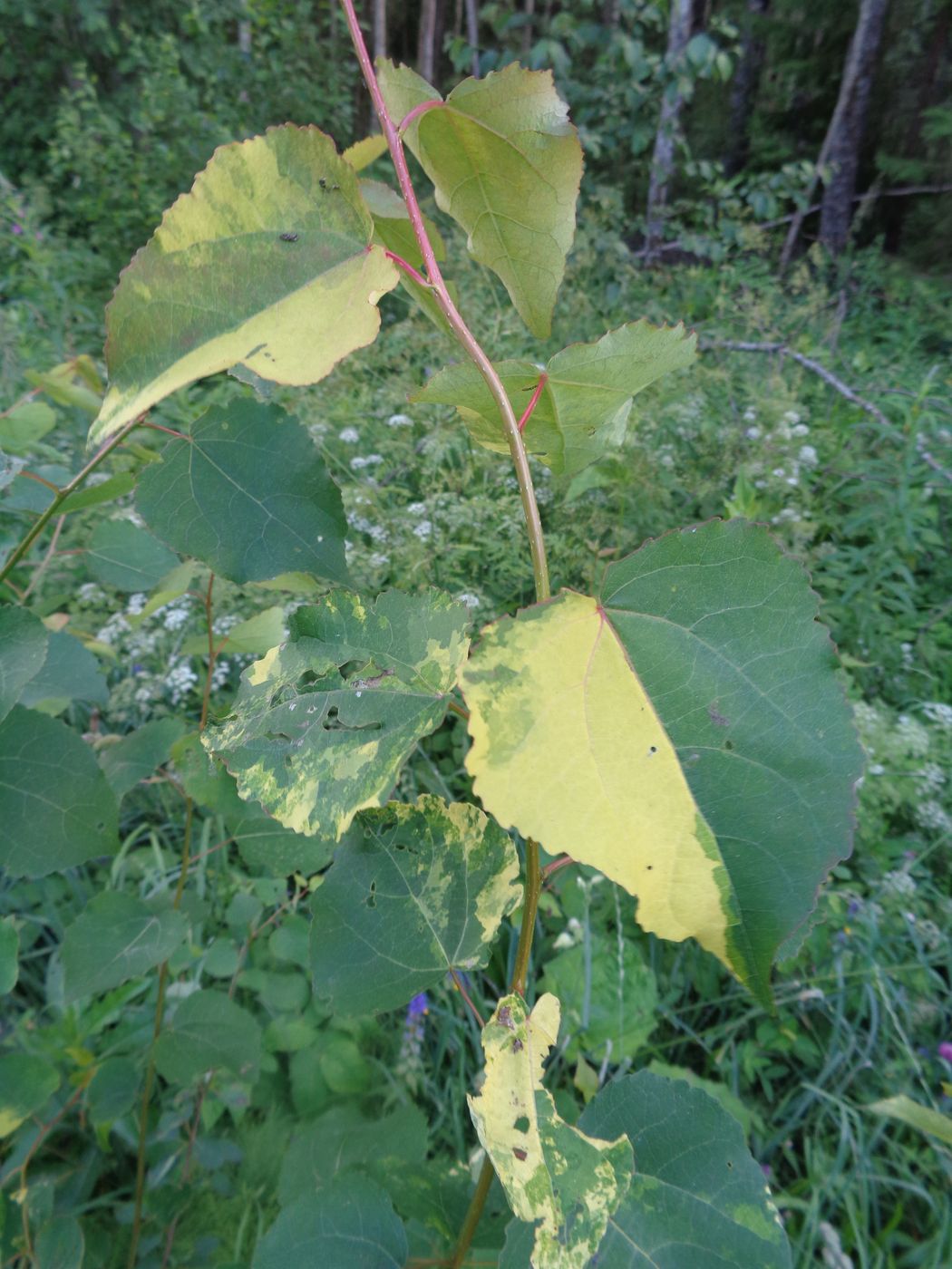 Image of Populus tremula specimen.
