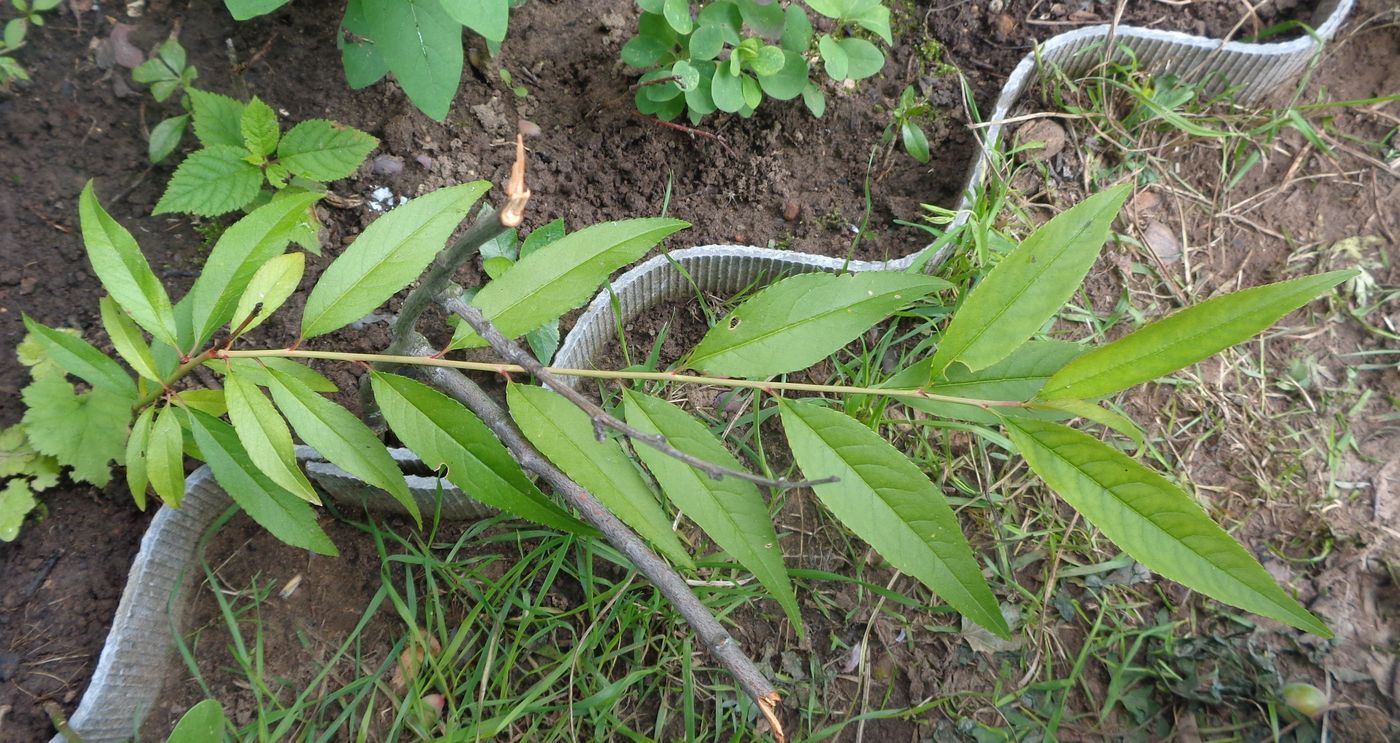 Image of Persica vulgaris var. nectarina specimen.