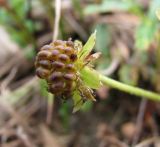 Potentilla anserina ssp. groenlandica