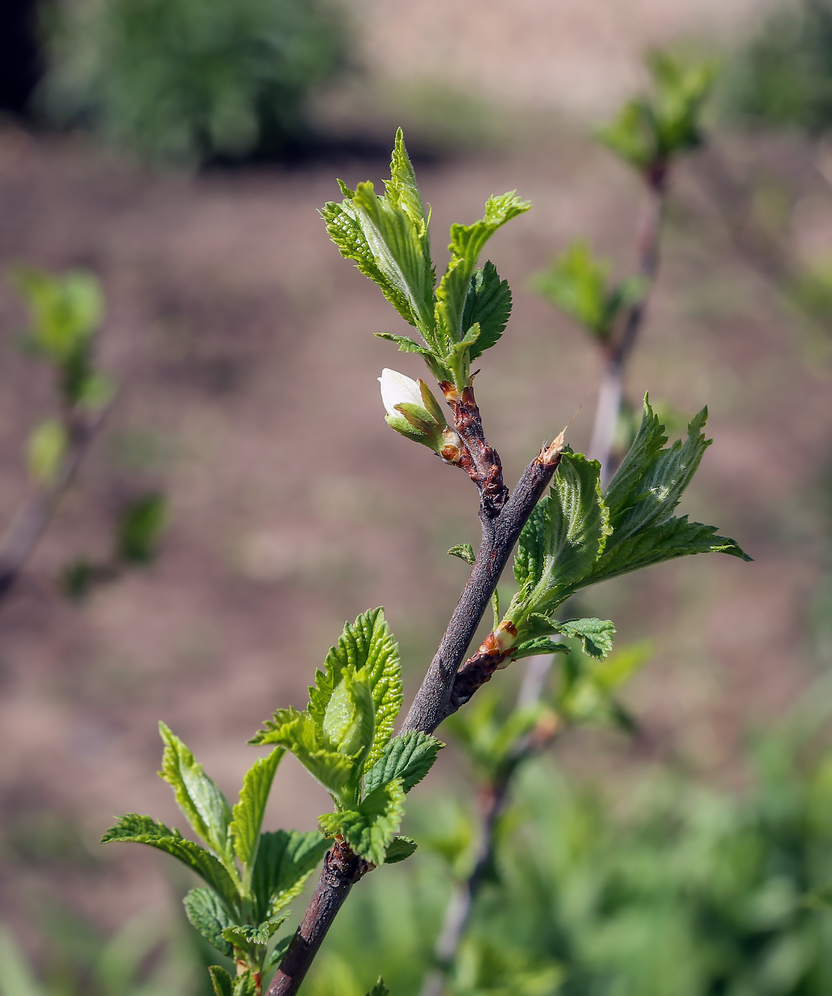 Изображение особи Cerasus tomentosa.