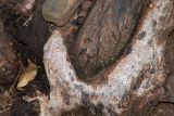 Combretum apiculatum