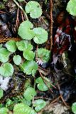 Lobelia nummularia