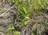 Polygonatum humile