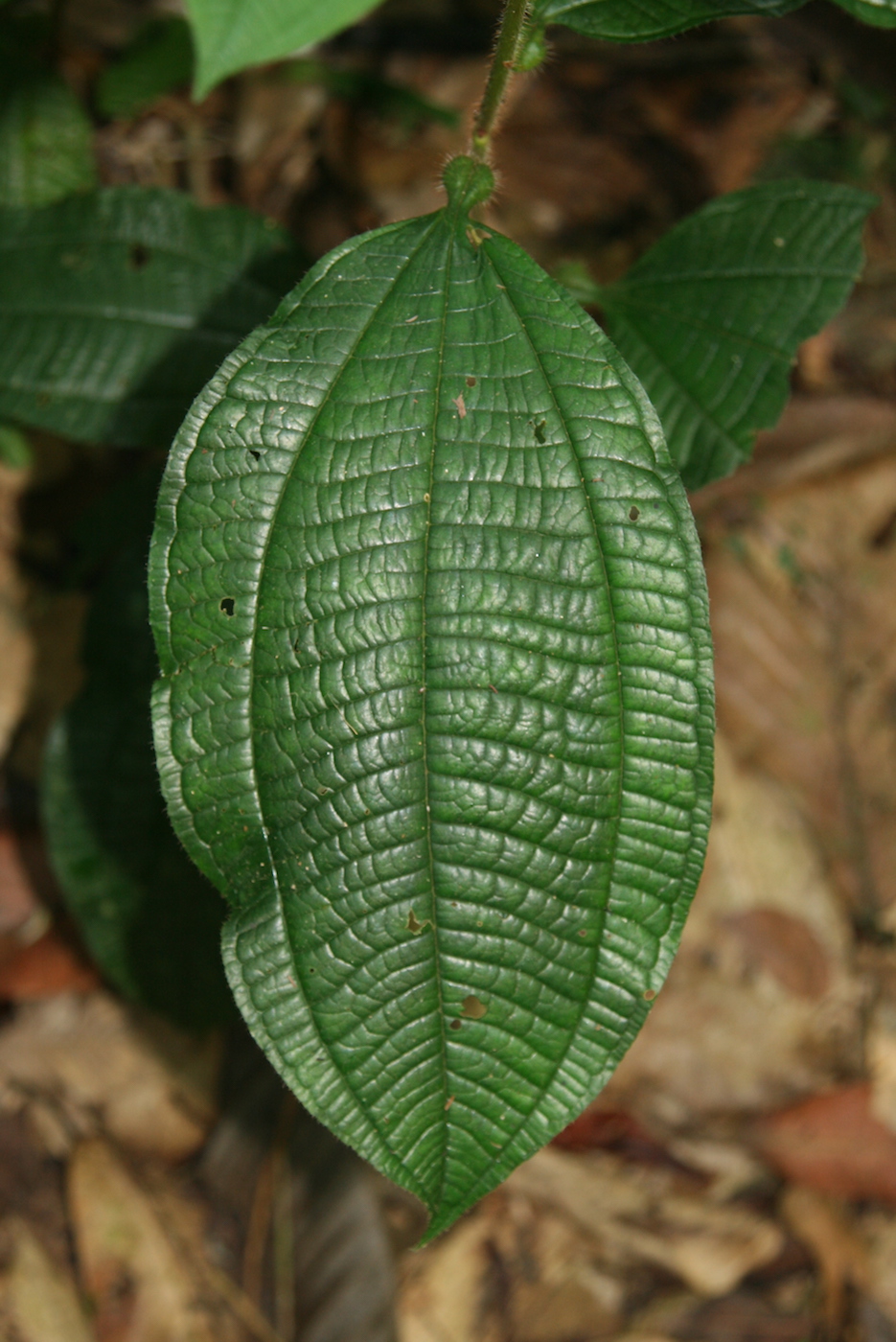 Image of Miconia gonoptera specimen.