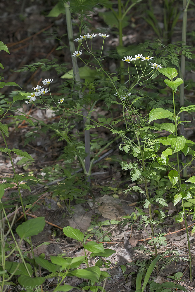 Image of Pyrethrum parthenifolium specimen.