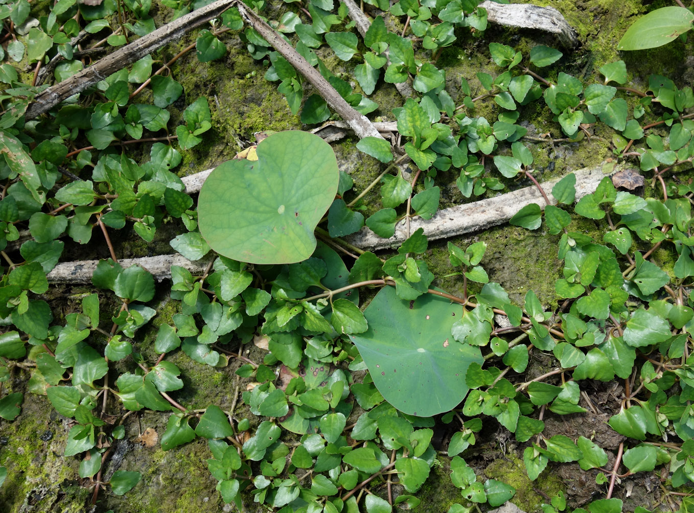 Image of Trapella sinensis specimen.