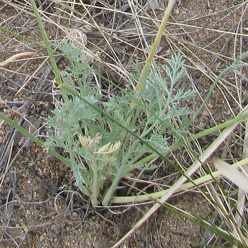 Image of Hypecoum lactiflorum specimen.