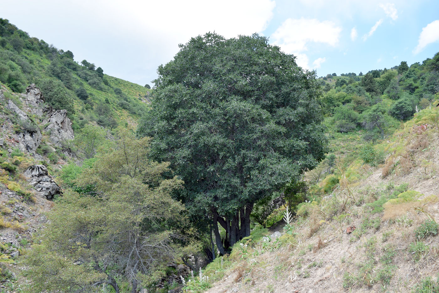 Image of Celtis caucasica specimen.