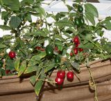 Capsicum pubescens