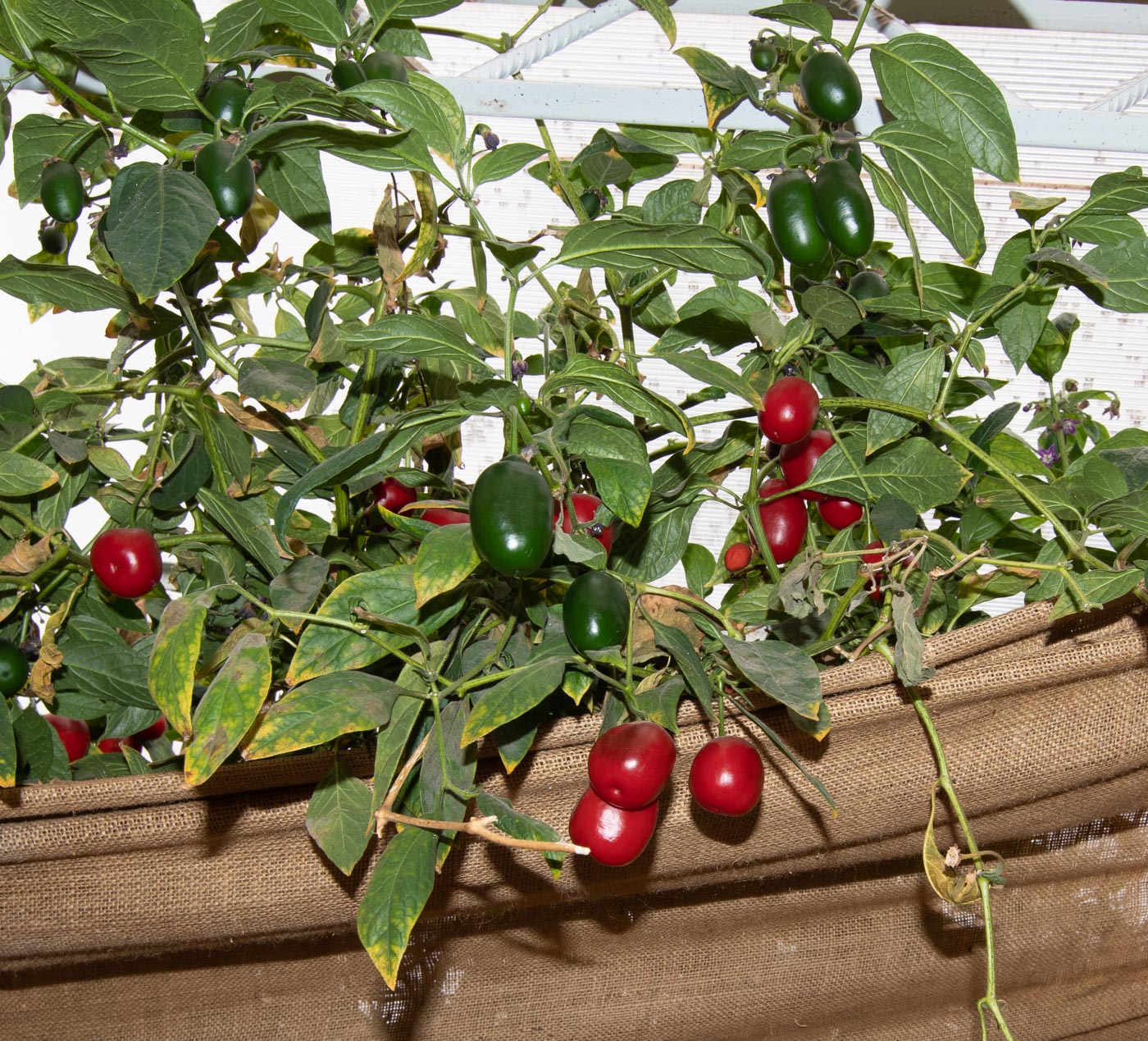 Image of Capsicum pubescens specimen.