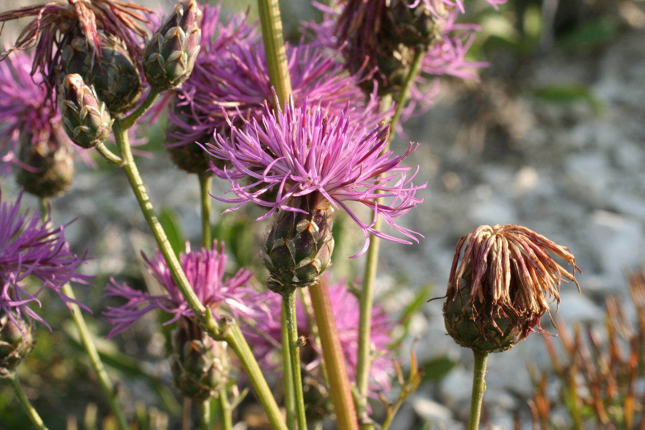 Изображение особи Centaurea jankae.